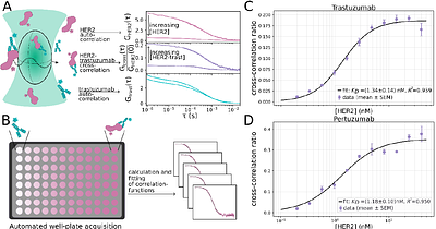 Fluorescence cross-correlation spectroscopy quantifies affinity, cooperativity, and kinetic stability in ternary protein complexes