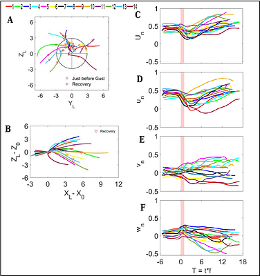 Free-flight kinematics of soldier flies during headwind gust perturbations