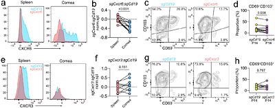 Human cornea harbors tissue-resident memory T cells shaped by systemic immune activation, age and biological sex