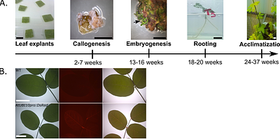 Nissolia brasiliensis as a non-nodulating model legume