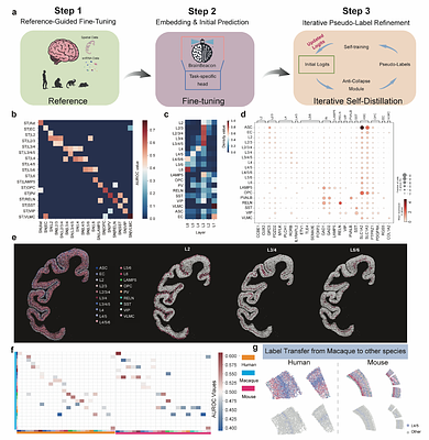 BrainBeacon: A Cross-Species Foundation Model for Single-cell Resolved Brain Spatial Transcriptomics