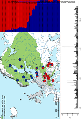 Selection inference in a complex genomic landscape: the role of inversions in the spruce bark beetle