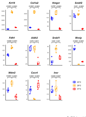 Optimization of culture and transfection methods for primary snake cells