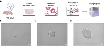 Transcriptomic analysis of whole staged ovarian follicles reveals stage-specific folliculogenesis signatures in mice