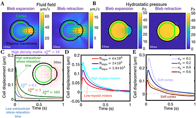 Biophysical modeling identifies an optimal hybrid amoeboid-mesenchymal phenotype for maximal T cell migration speeds
