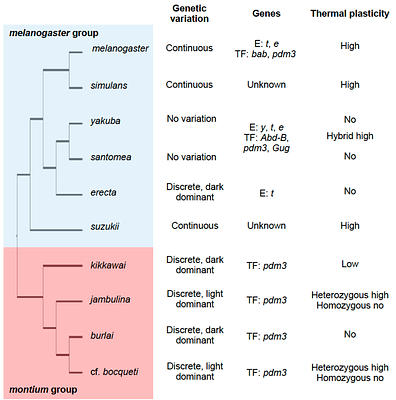 Phenotypic plasticity as a function of genetic polymorphism: thermal dominance reversal in Drosophila species with contrasting melanism