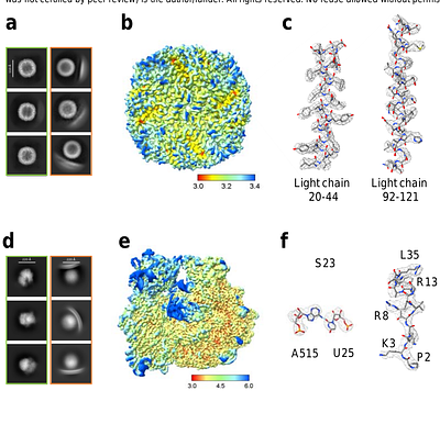 Liposome Encapsulation Enables Near-Native Cryo-EM Structural Determination by Shielding Macromolecules from Non-Physiological Interfaces