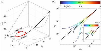 Emergent Homeostasis and Degeneracy from multi-Dimensional Attractors