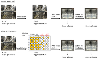 Induced tolerance to UV stress drives survival heterogeneity in isogenic E. coli cell populations
