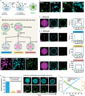 DNA Flipping as Facile Mechanism for Transmembrane Signaling in Synthetic Cells