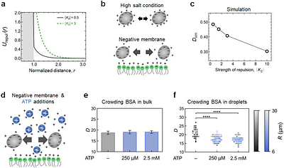 Membrane-enhanced repulsive interactions regulate protein diffusion in cell-size space