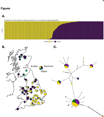 Genomic diversity of British native oaks: species differentiation, hybridisation and triploidy