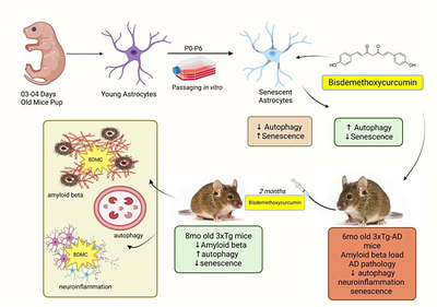 Bisdemethoxycurcumin mitigates Alzheimer disease pathology through autophagy-mediated reduction of senescence and amyloid beta