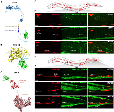 Axon development is regulated at genetic and proteomic interfaces between the integrin adhesome and the RPM-1 ubiquitin ligase signaling hub