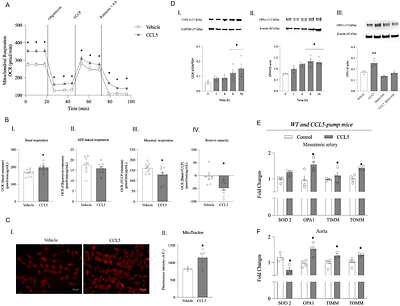 CCR5/CCL5 Links Mitochondrial Dysfunction to Angiotensin II Vascular Injury