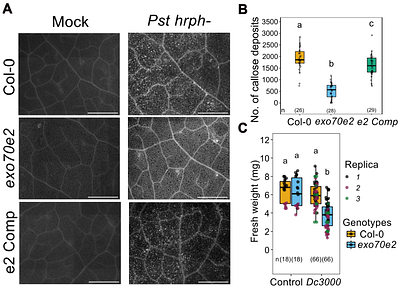 Arabidopsis exocyst complex subunit EXO70E2 in defence against Pseudomonas syringae in conjunction with autophagy