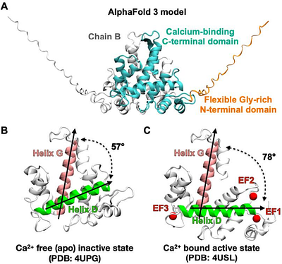 Long-Timescale Molecular Dynamics Reveal a Coordination-Biased Conformational Selection Mechanism for Sorcin Activation