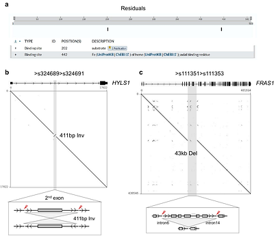 Population-level structural variant characterization from pangenome graph