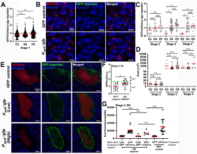 Staphylococcus aureus exhibits spatiotemporal heterogeneity in Sae activity during kidney abscess development