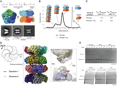 Product-stabilized filamentation by human glutamine synthetase allosterically tunes metabolic activity