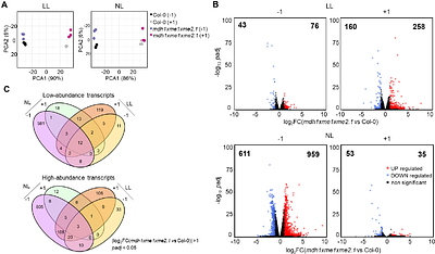 Mitochondrial malate metabolism acts as a control hub for photosynthesis and carbon-nitrogen balance in Arabidopsis