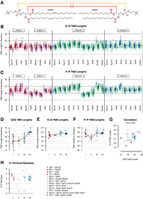 Transmembrane domain composition reflects subcellular localization of SNARE proteins