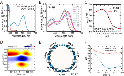 Structural basis for no retinal binding in flotillin-associated rhodopsins