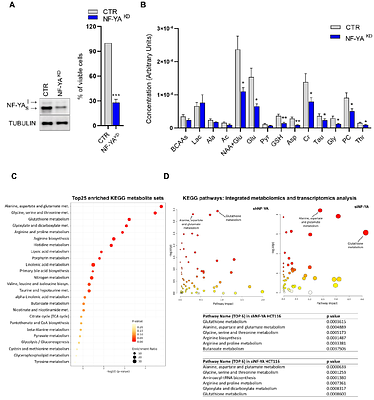 Metabolic reprogramming controlled by NF-YA alternative splicing creates therapeutic opportunities in colorectal cancer