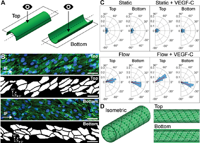 Fluid forces control structural remodeling of blind-ended lymphatic microvessels