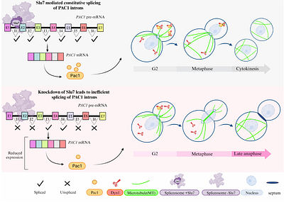 Cryptococcus neoformans Slu7 ensures nuclear positioning during mitotic progression through RNA splicing