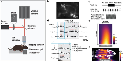Transcranial ultrasound stimulation modulates neuronal membrane potentials across broad timescales in the awake mammalian brain