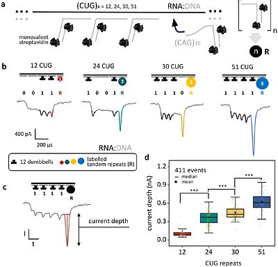 Quantification of disease-associated RNA tandem repeats by nanopore sensing