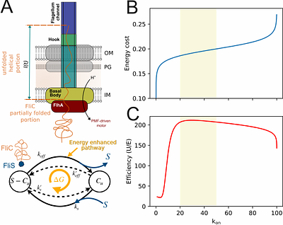 Bacterial motility depends on a critical flagellum length and energy-optimised assembly