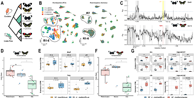 Evolution of compound eye cell types shapes visual behaviors across Heliconius butterflies