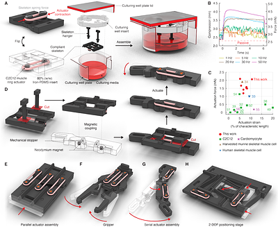 Modular Assembly of Biohybrid Machines Using Force-Enhanced Skeletal Muscle Actuators