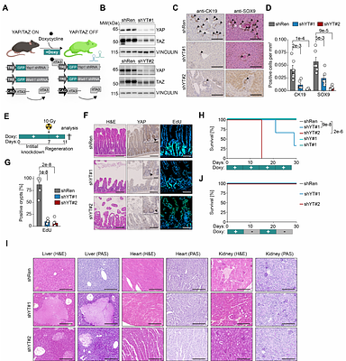 Transient YAP/TAZ inhibition exposes therapeutic vulnerabilities in advanced cancers
