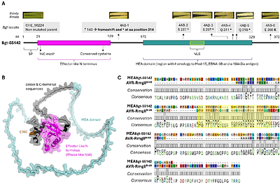 Virulence on Pm4 kinase-based resistance is determined by two divergent wheat powdery mildew effectors