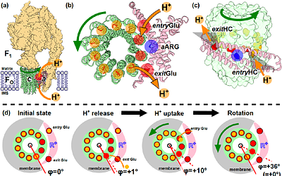 Structural Basis for Efficient Fo Motor Rotation Revealed by MCMD simulation and Structural Analysis