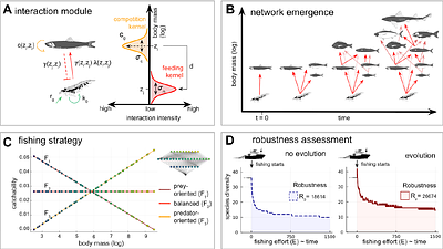 Potential and limits of the evolutionary rescue of harvested food webs
