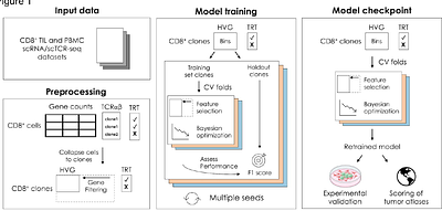 Tumor reactivity assessment using clonal expression (TRACE) reveals tumor reactive CD8+ T cell heterogeneity across solid tumors