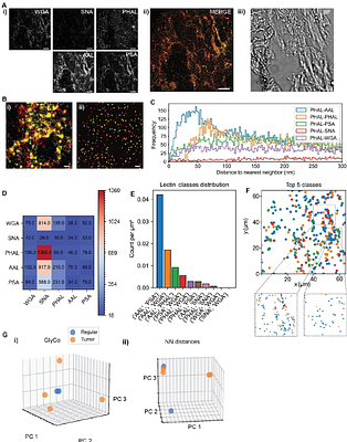 Glycan Atlassing: Nanoscale analysis of glycocalyx architecture enables functional tracing of cell state