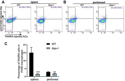 The evolutionarily conserved APP-Spastin cooperation regulates endolysosomal homeostasis and apoptotic cell degradation