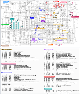 Predictive genome-wide CRISPR-mediated gene downregulation for enhanced bioproduction