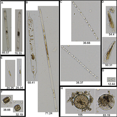 Storm in a bottle: An experimental investigation of how extreme precipitation impacts phytoplankton communities