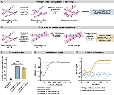 Reinforcement of Fibrillar Collagen Hydrogels with Bioorthogonal Covalent Crosslinks