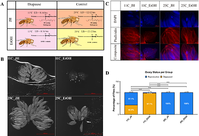 The Role of Juvenile Hormone in Midgut Remodeling During Drosophila melanogaster Diapause