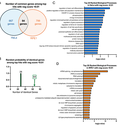 Genome-wide CRISPR screens identify DNA repair and R-loop suppression as regulators of the cellular sensitivity to environmentally relevant Bisphenol A exposure