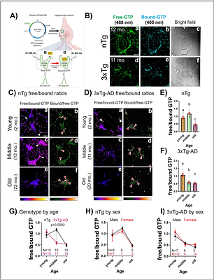 Treatment of age-related decreases in GTP levels restores endocytosis and autophagy