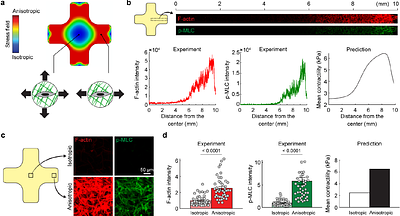 Adhesive implant interfaces prevent fibrosis by disrupting mechanobiological feedback