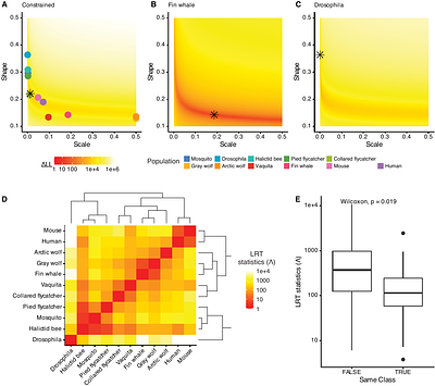 The distribution of fitness effects varies phylogenetically across animals